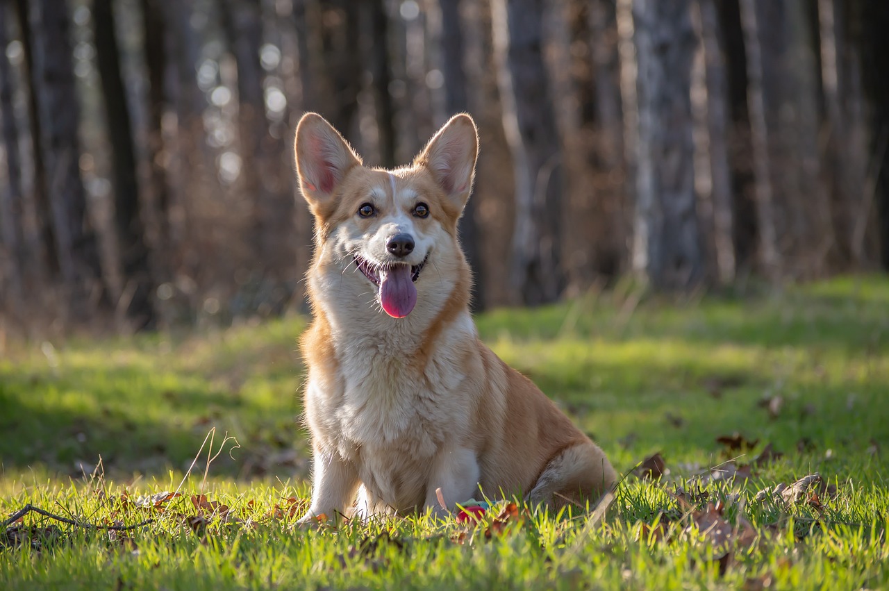 Pembroke Welsh Corgi relaxing outdoors