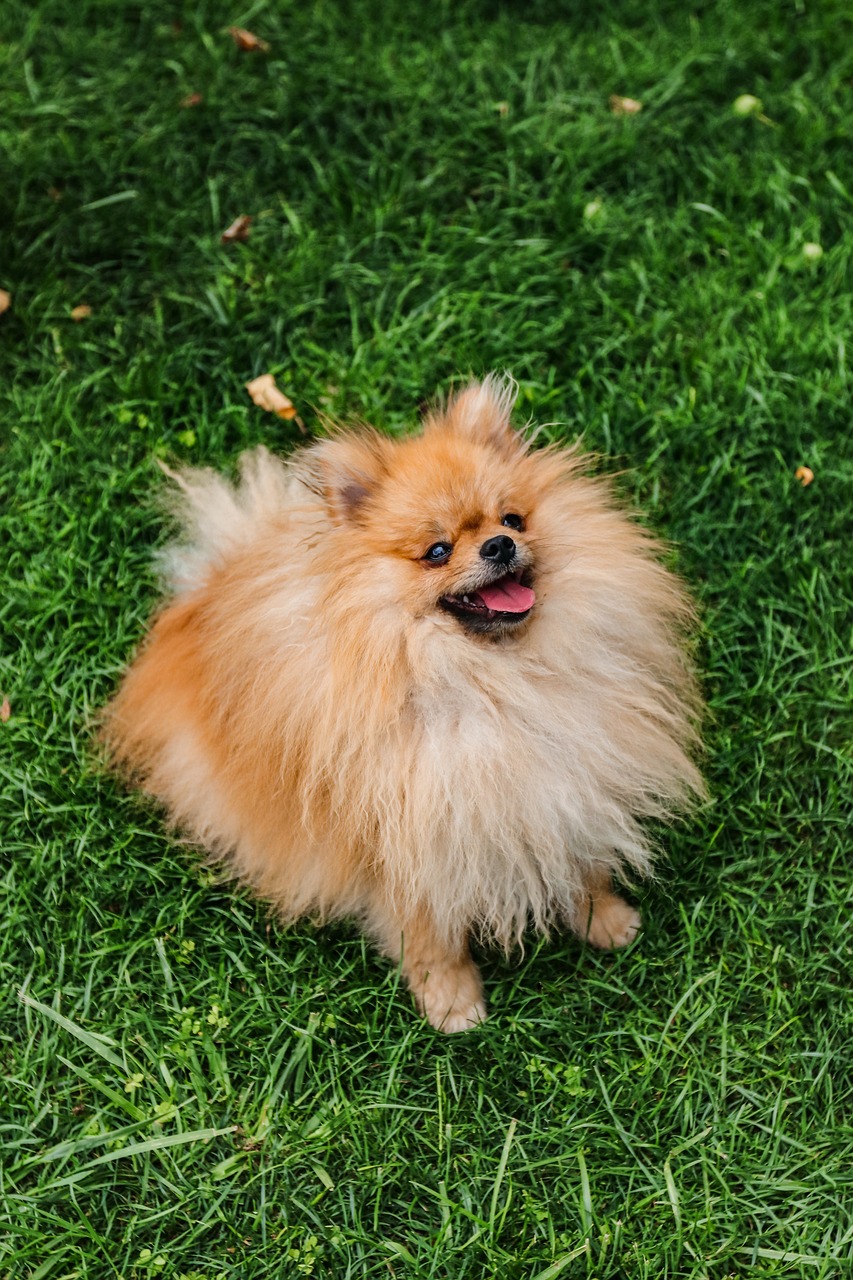 Pomeranian on grass outdoors