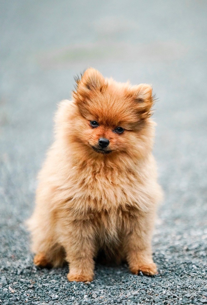 Pomeranian close-up portrait