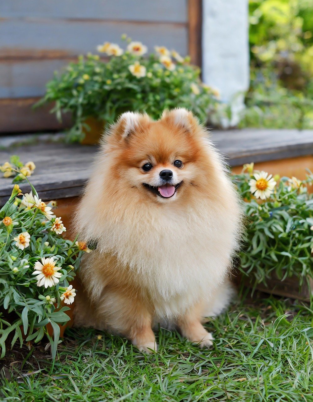 Pomeranian walking on a path