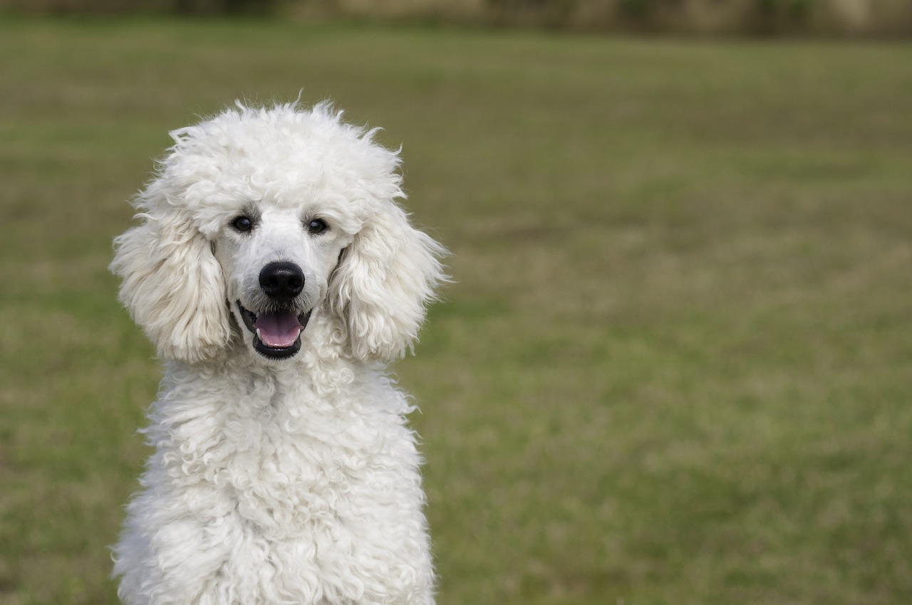 Poodle standing alert on grass