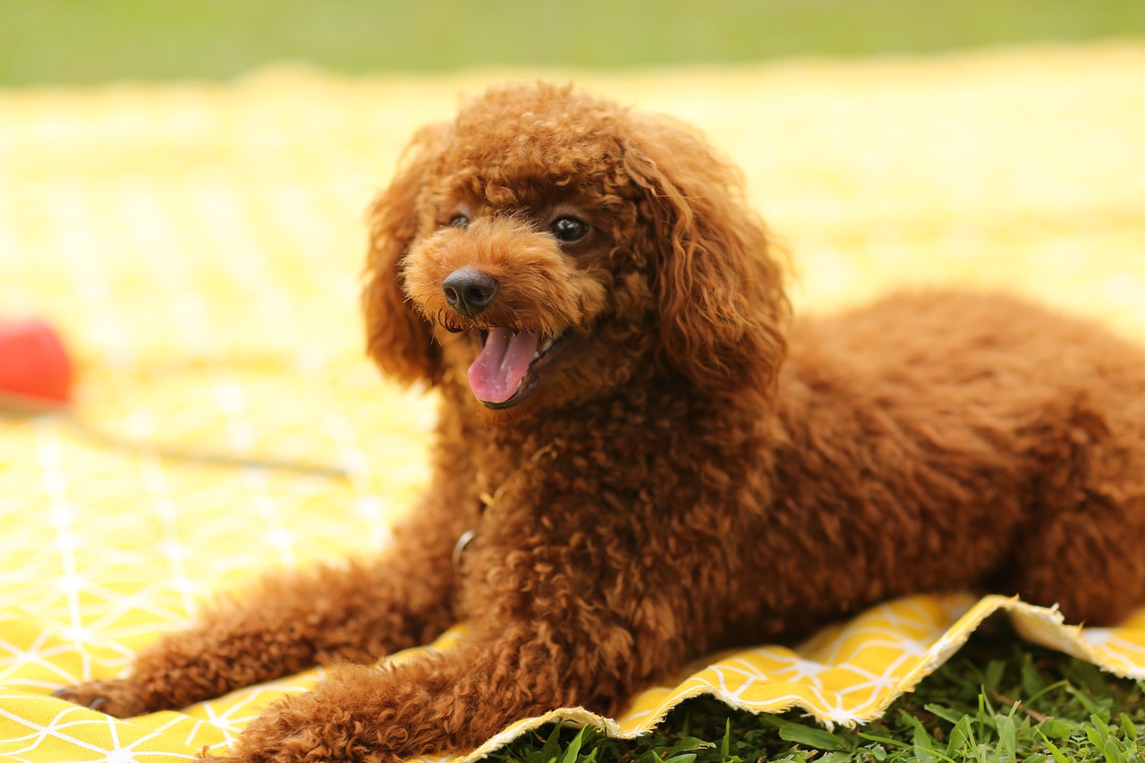 Poodle with trimmed show cut