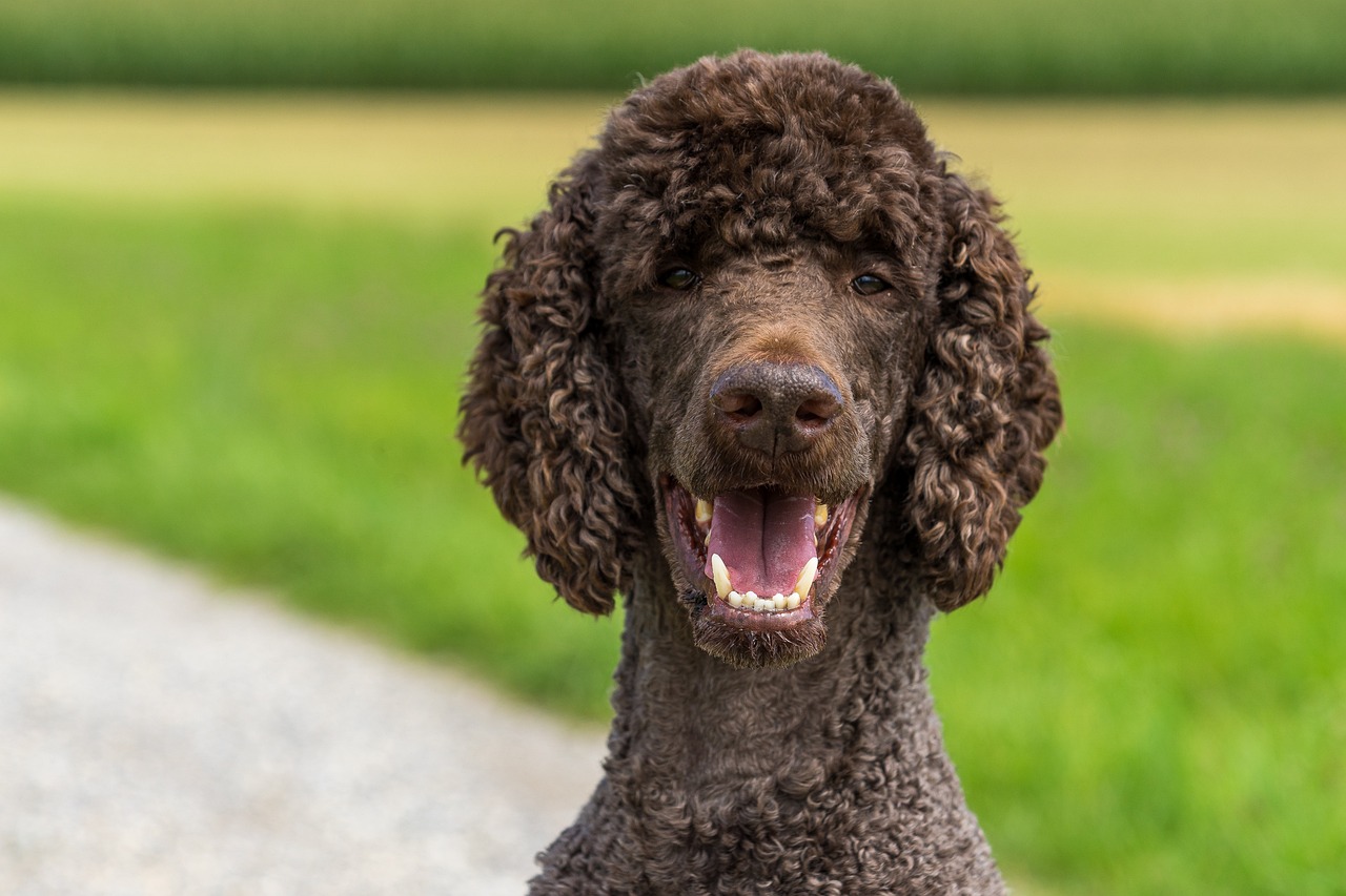 Poodle close-up portrait with curly hair