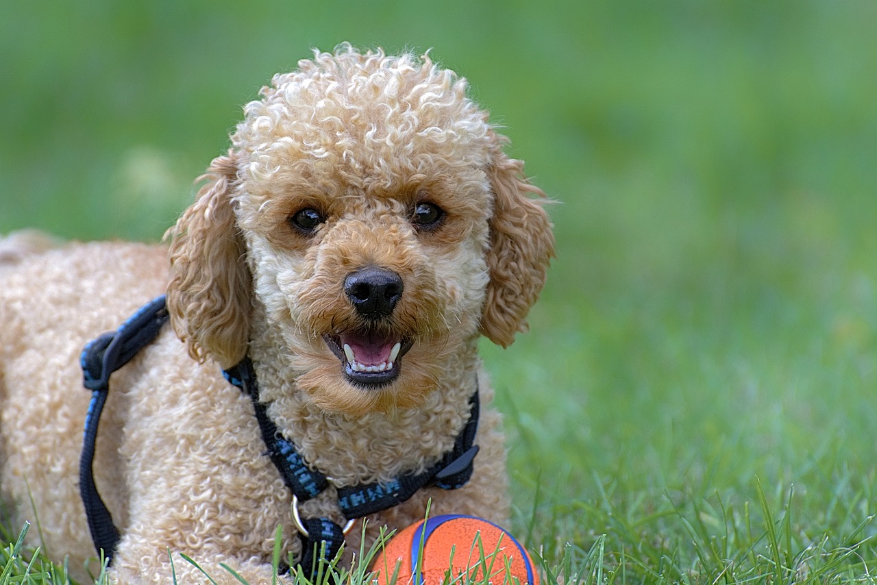 Miniature Poodle sitting indoors