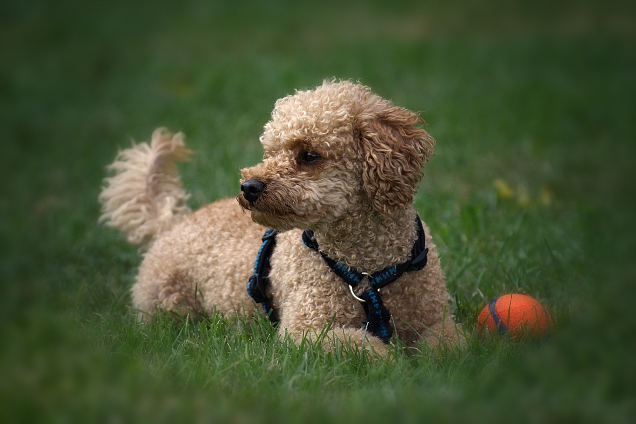 Poodle being groomed