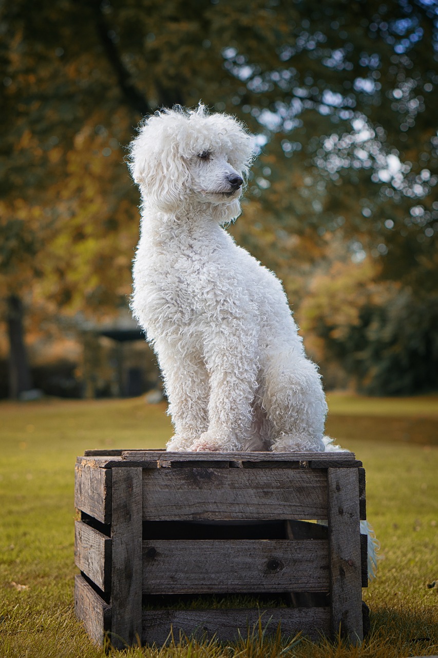 Poodle walking outdoors