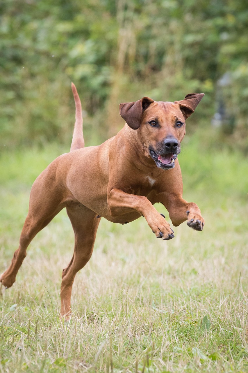 Rhodesian Ridgeback outdoors
