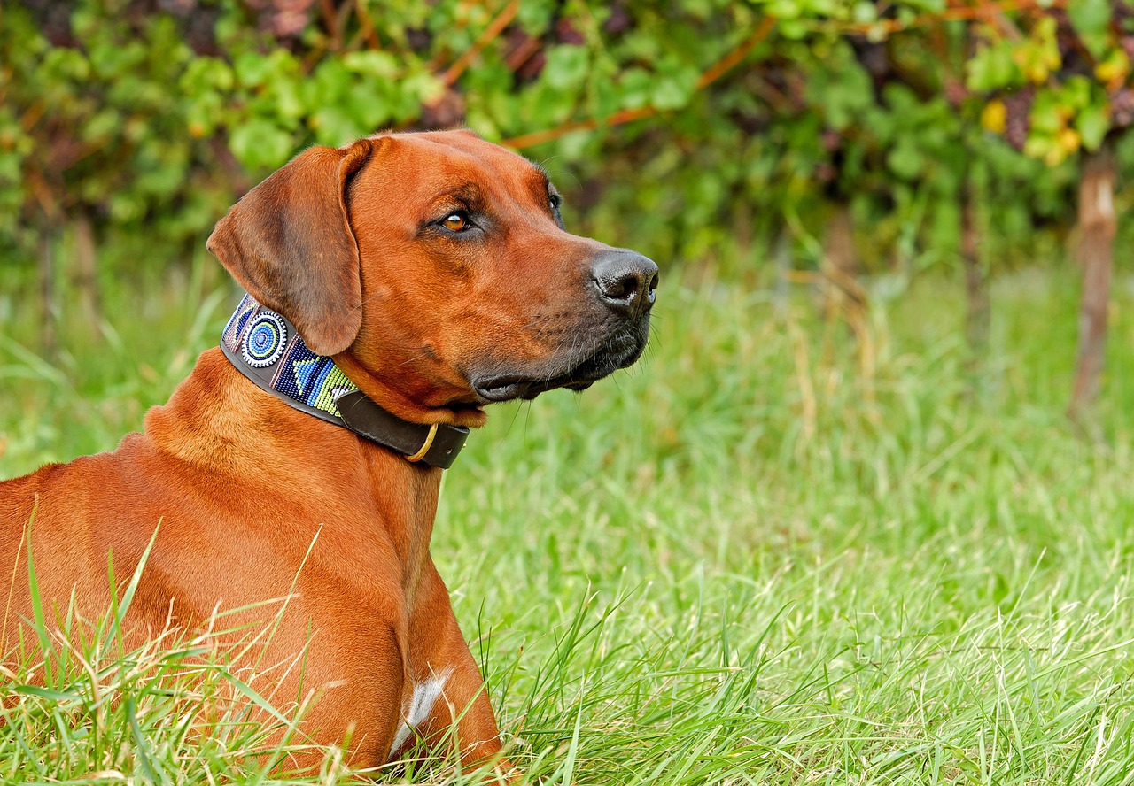 Rhodesian Ridgeback side profile