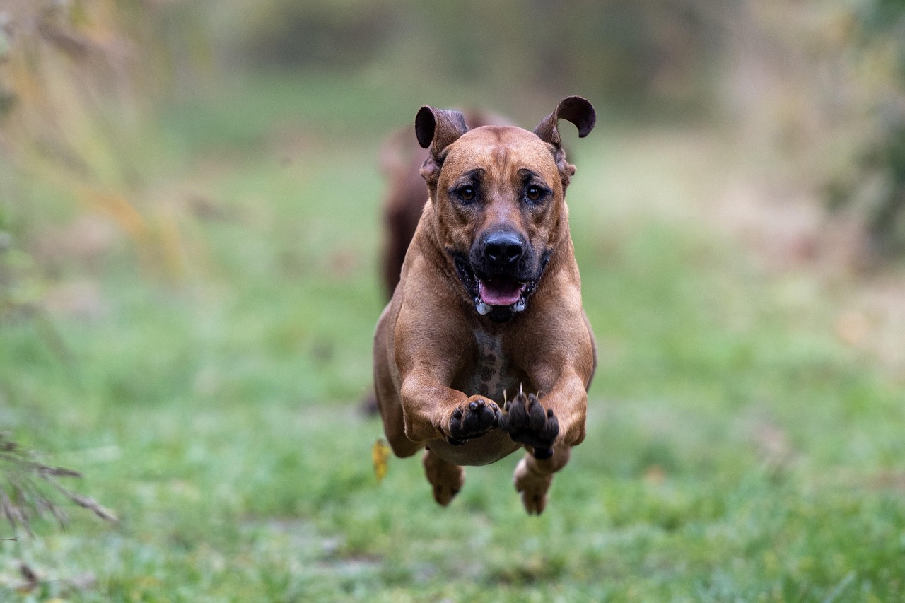 Rhodesian Ridgeback running