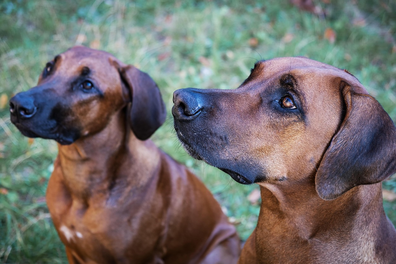Rhodesian Ridgeback portrait