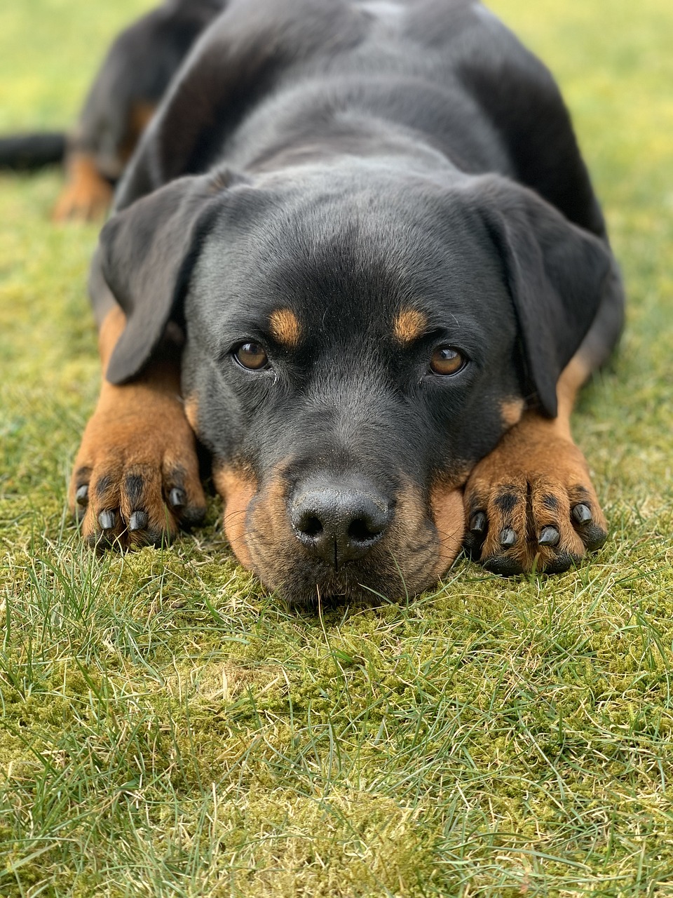 Rottweiler