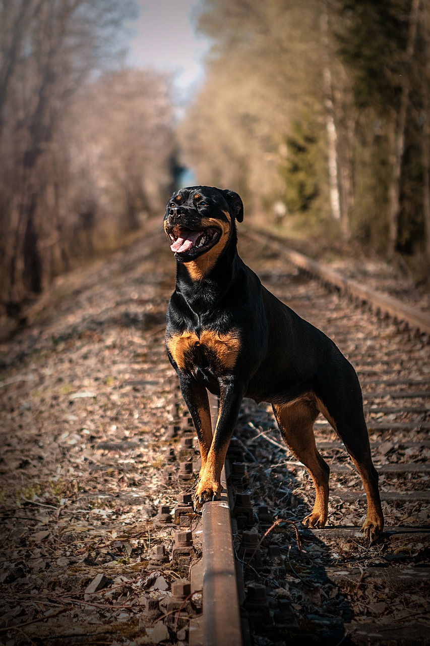 Rottweiler