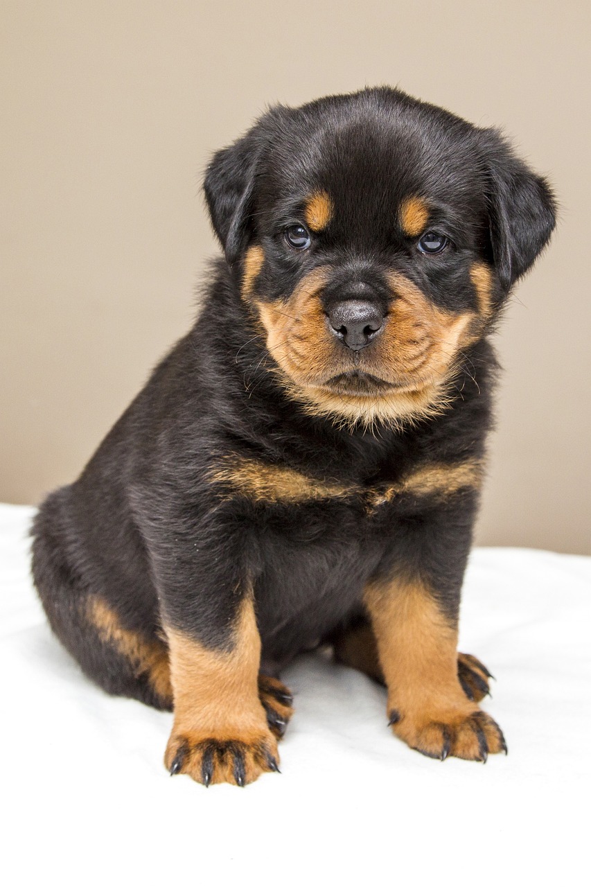 Rottweiler