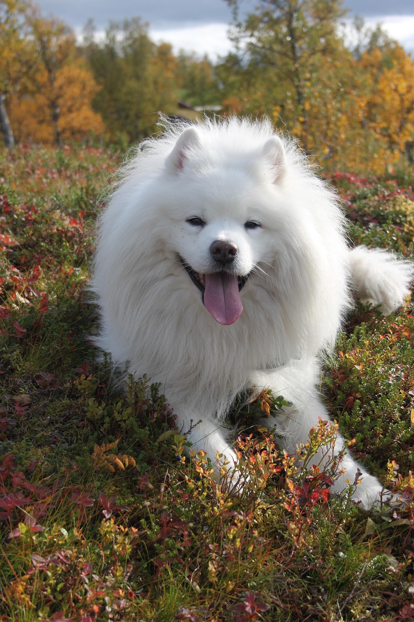 Samoyed