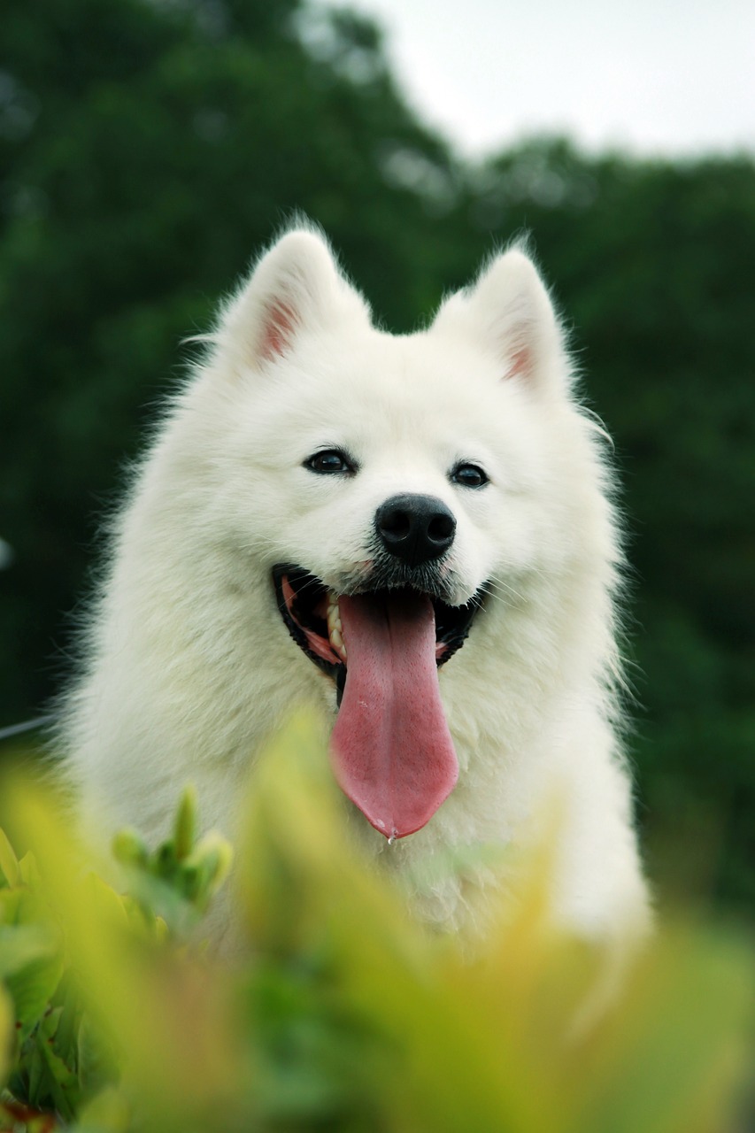 Samoyed