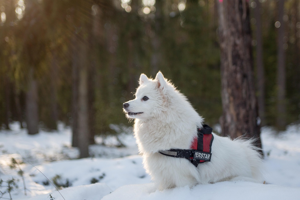 Samoyed