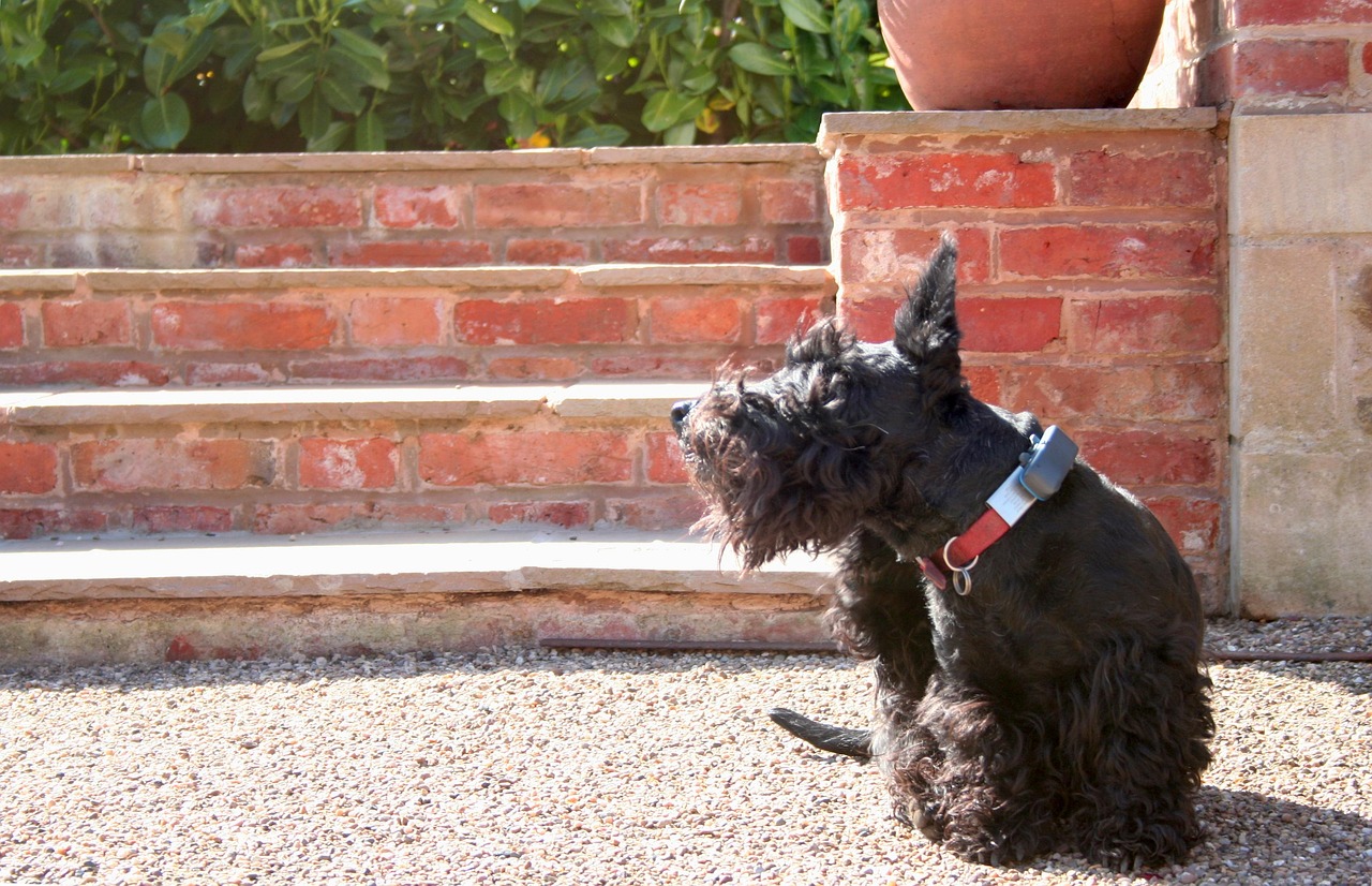 Scottish Terrier