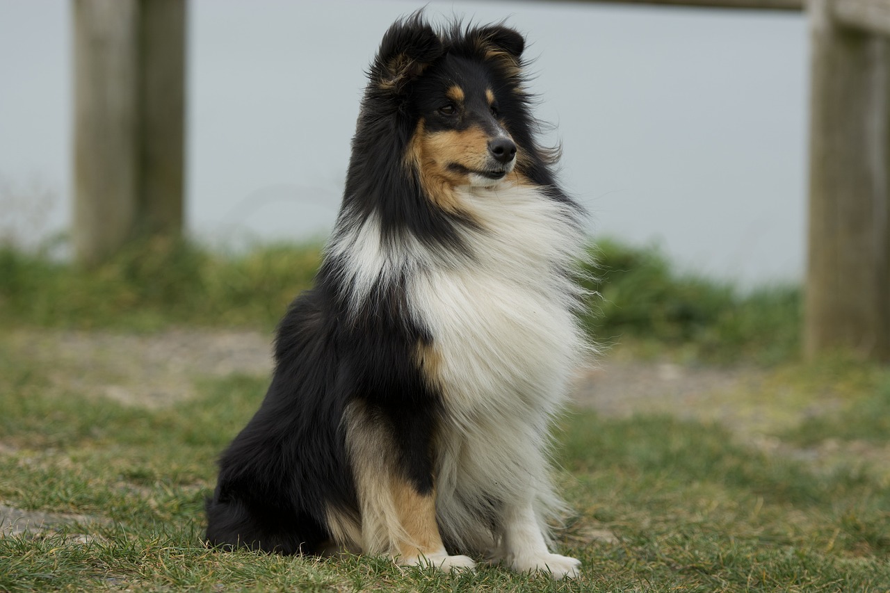 Shetland Sheepdog alert and attentive