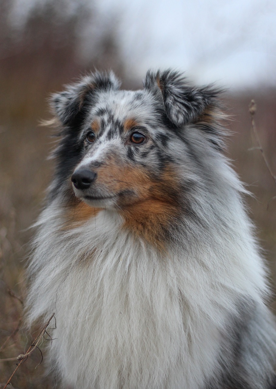 Shetland Sheepdog looking at the camera