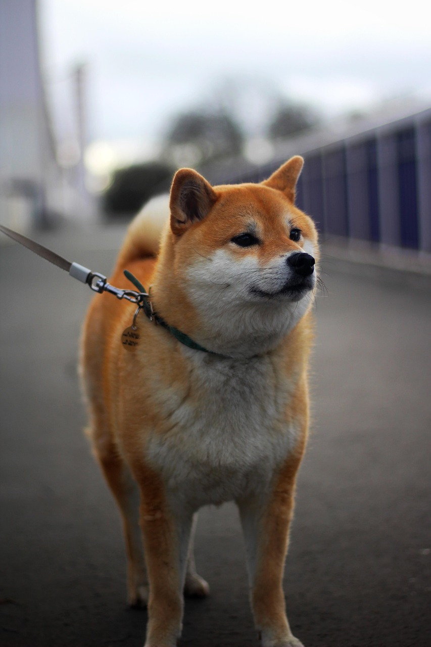 Shiba Inu sitting and posing for the camera