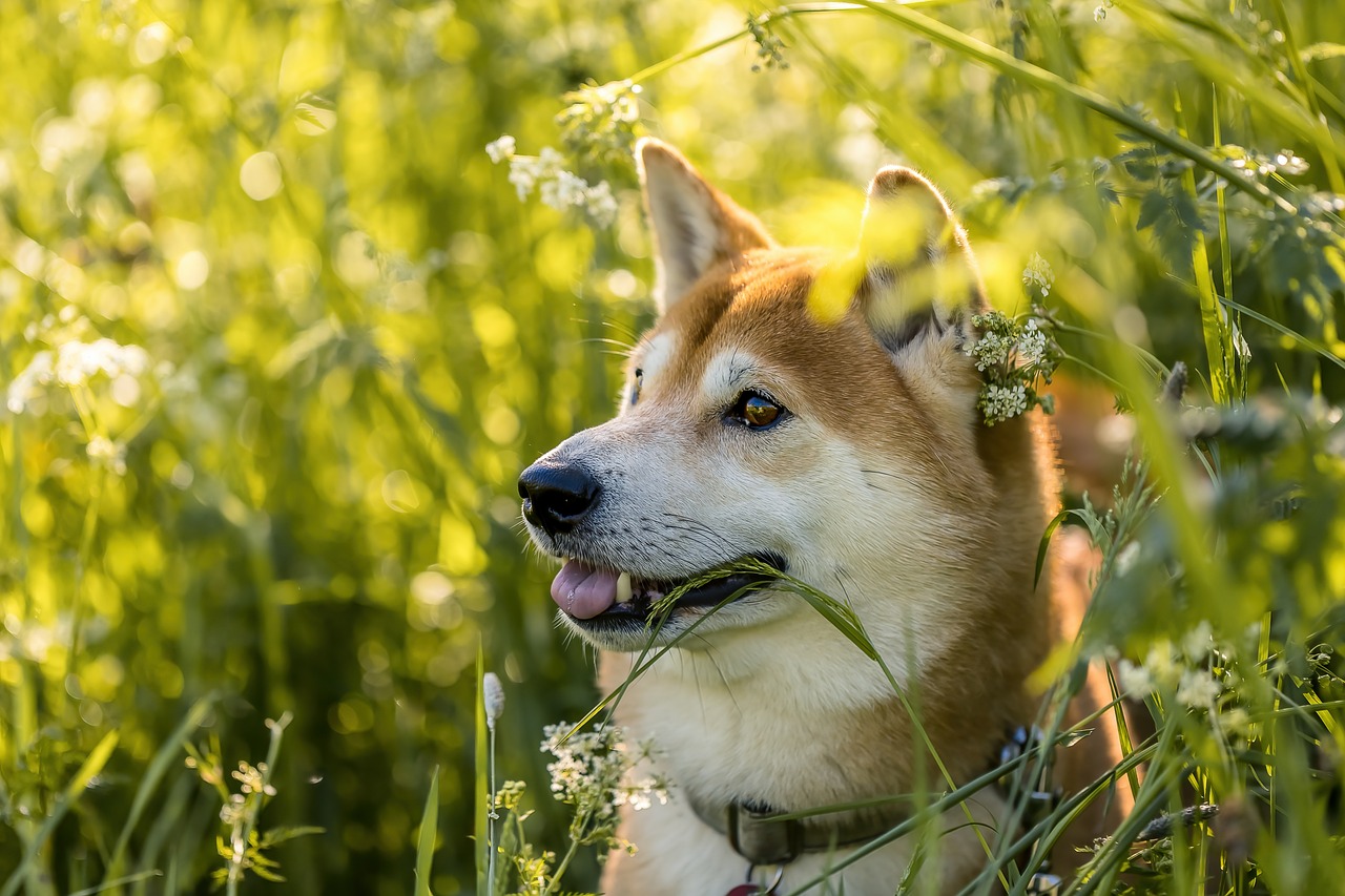 Shiba Inu walking on a path