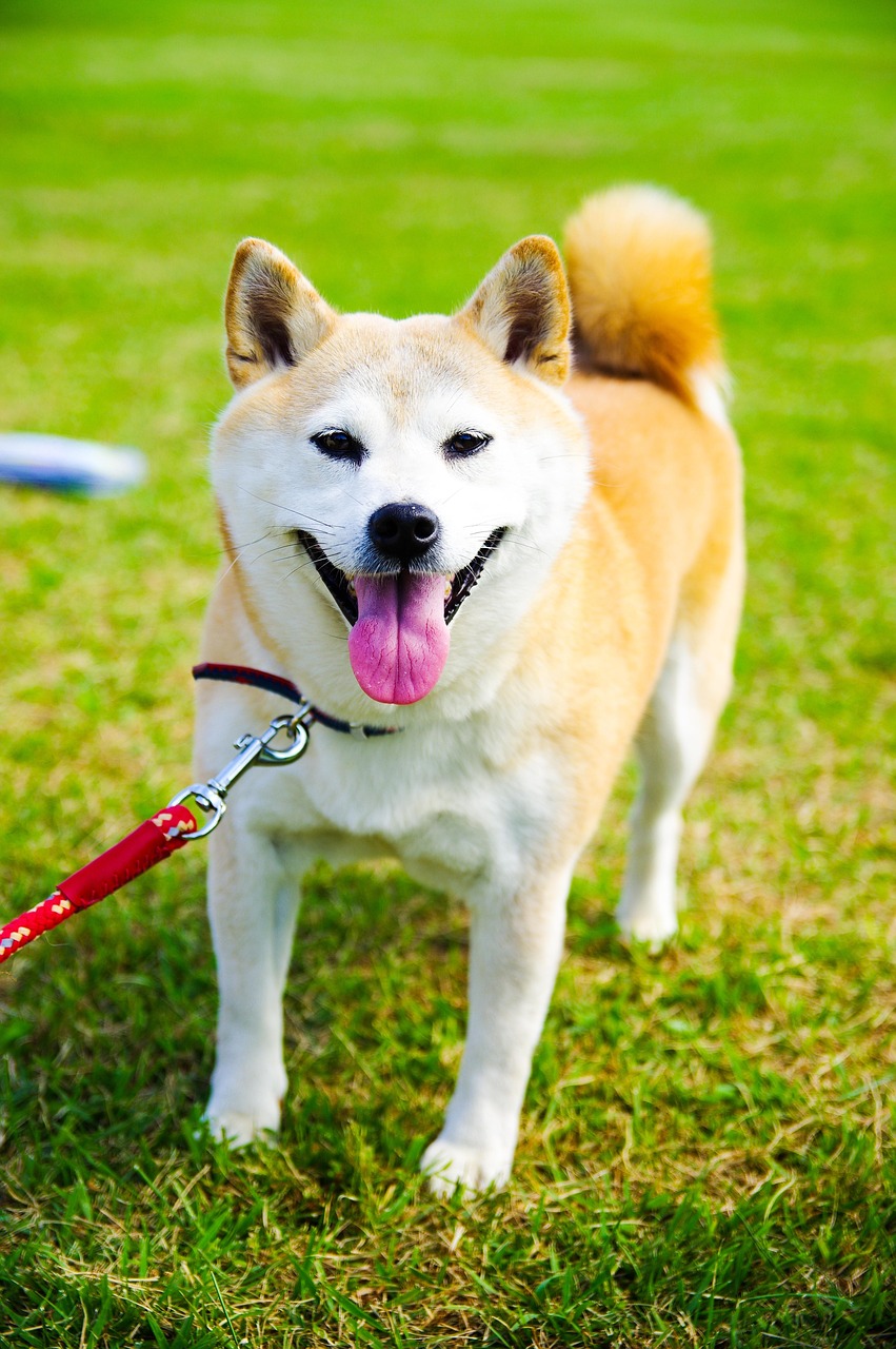 Playful Shiba Inu looking up