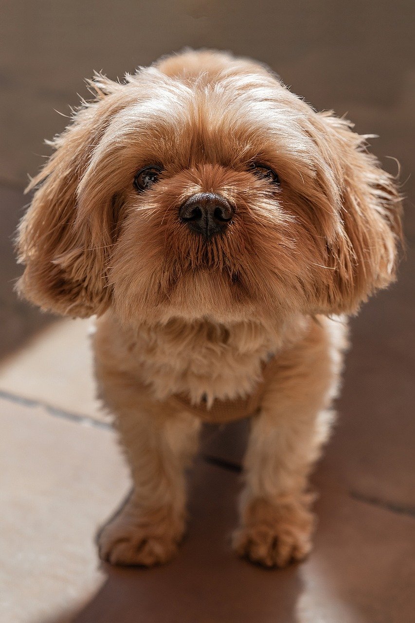 Shih Tzu standing on grass
