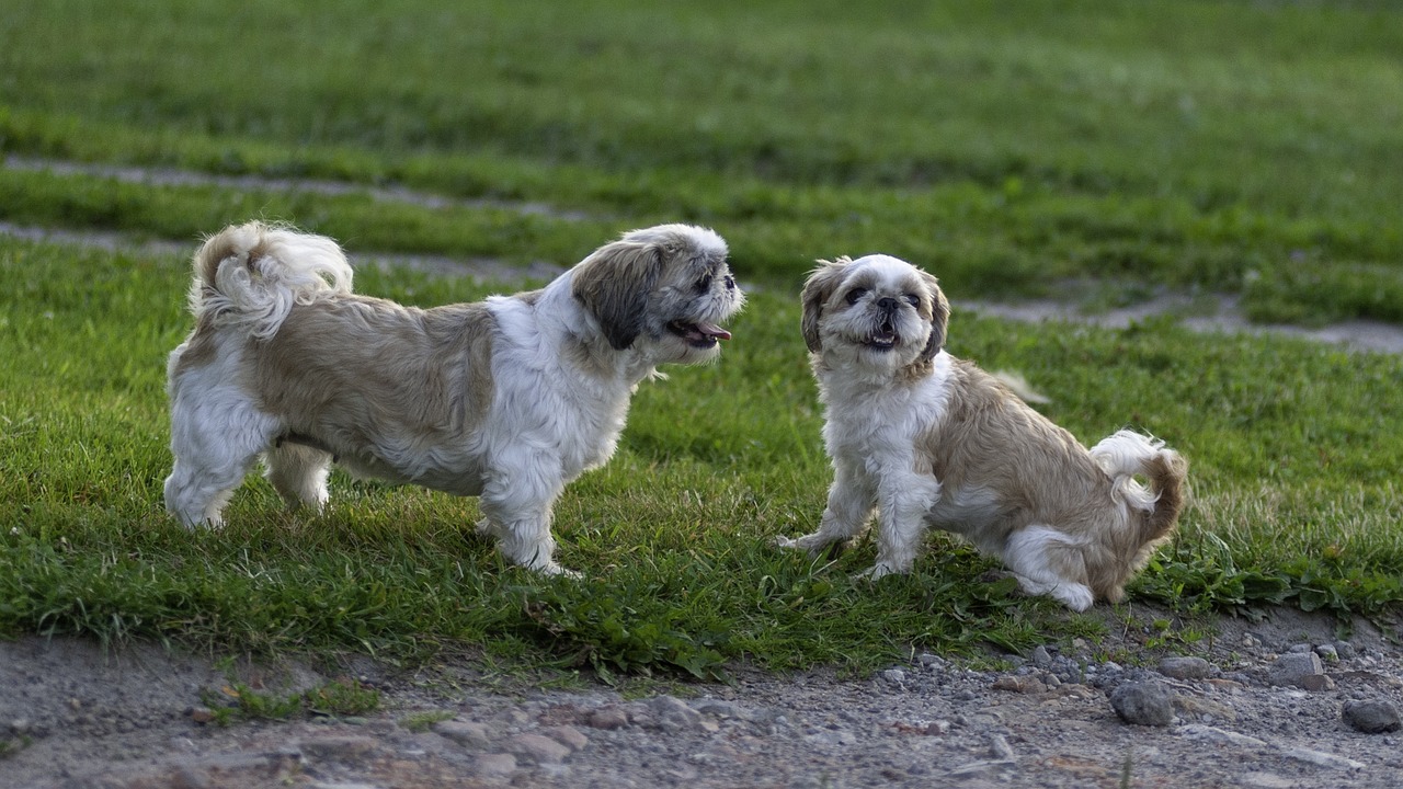 Shih Tzu with short trim