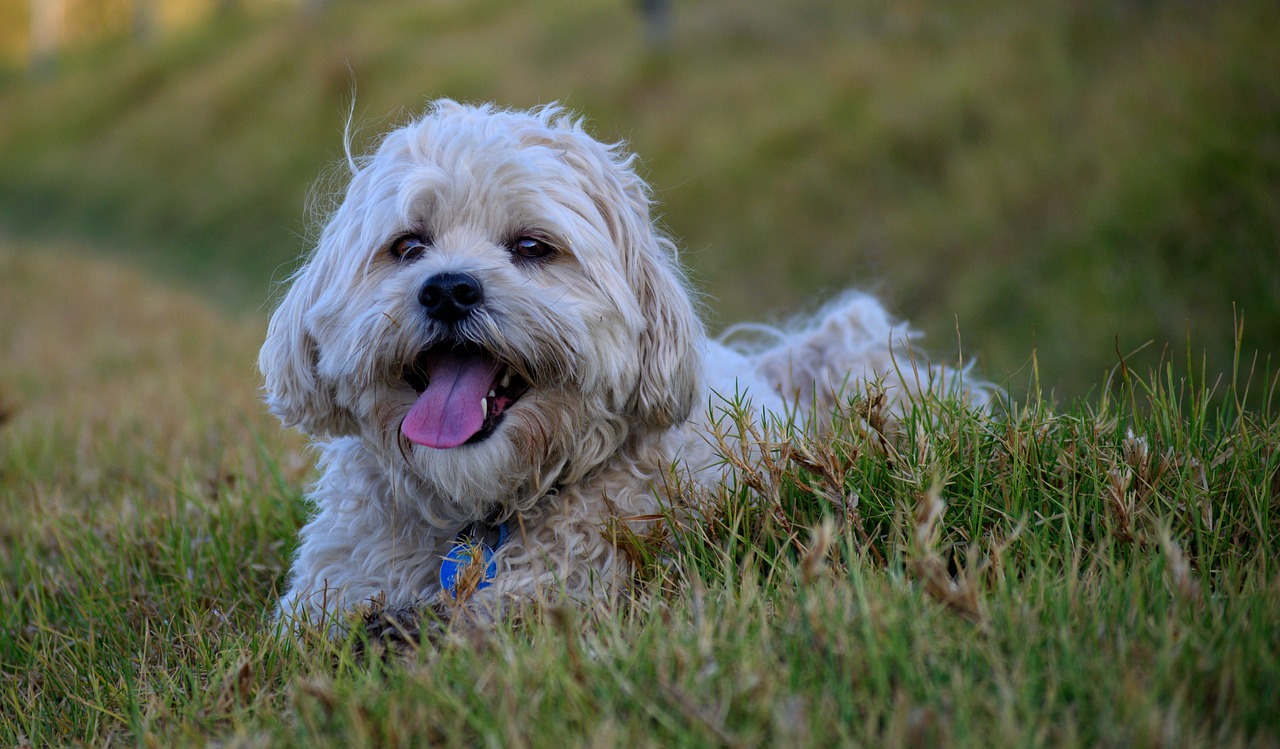 Shih Tzu lying down indoors