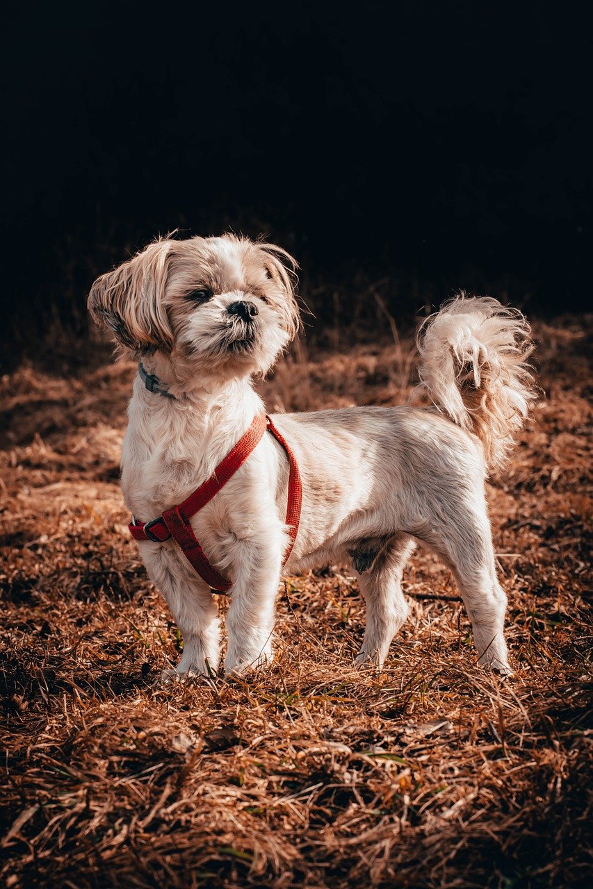 Playful Shih Tzu looking at camera