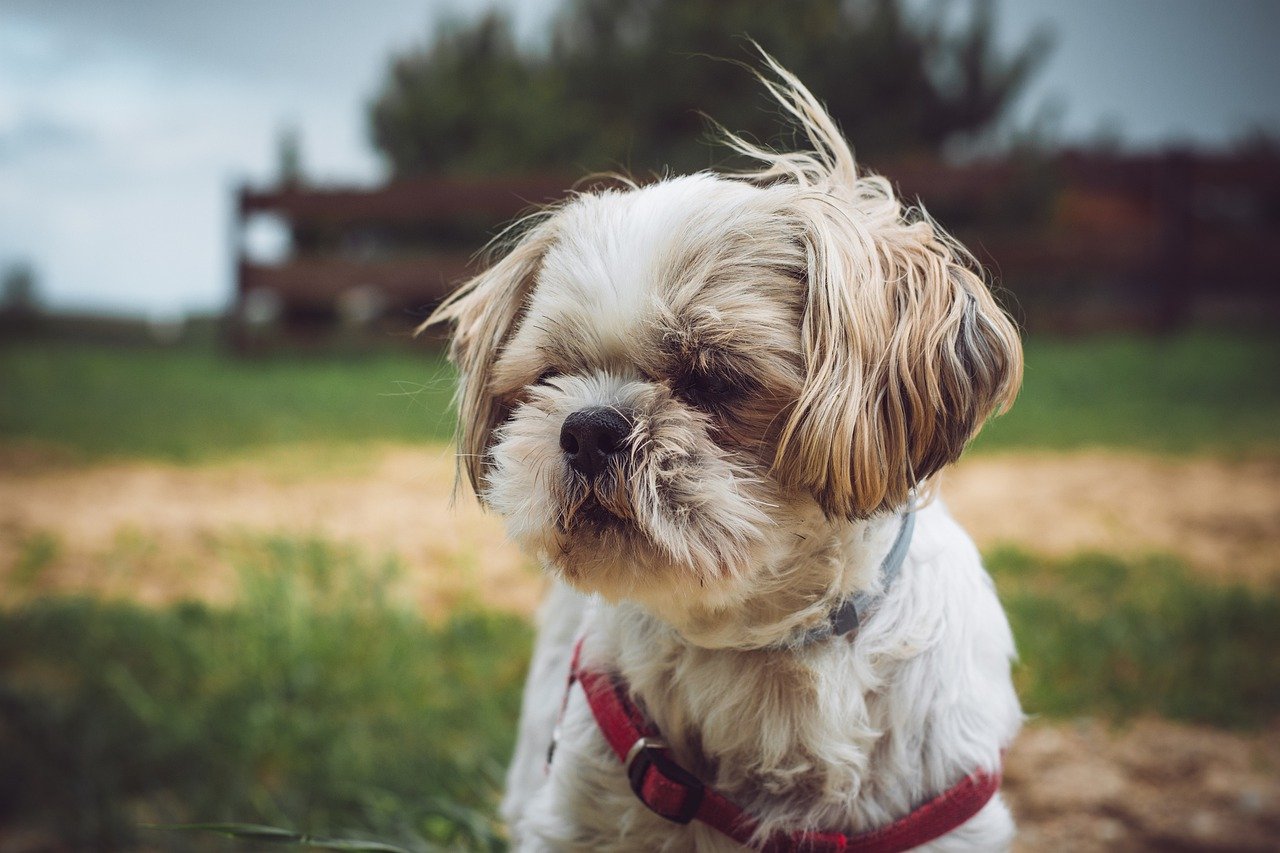 Shih Tzu with bow in hair