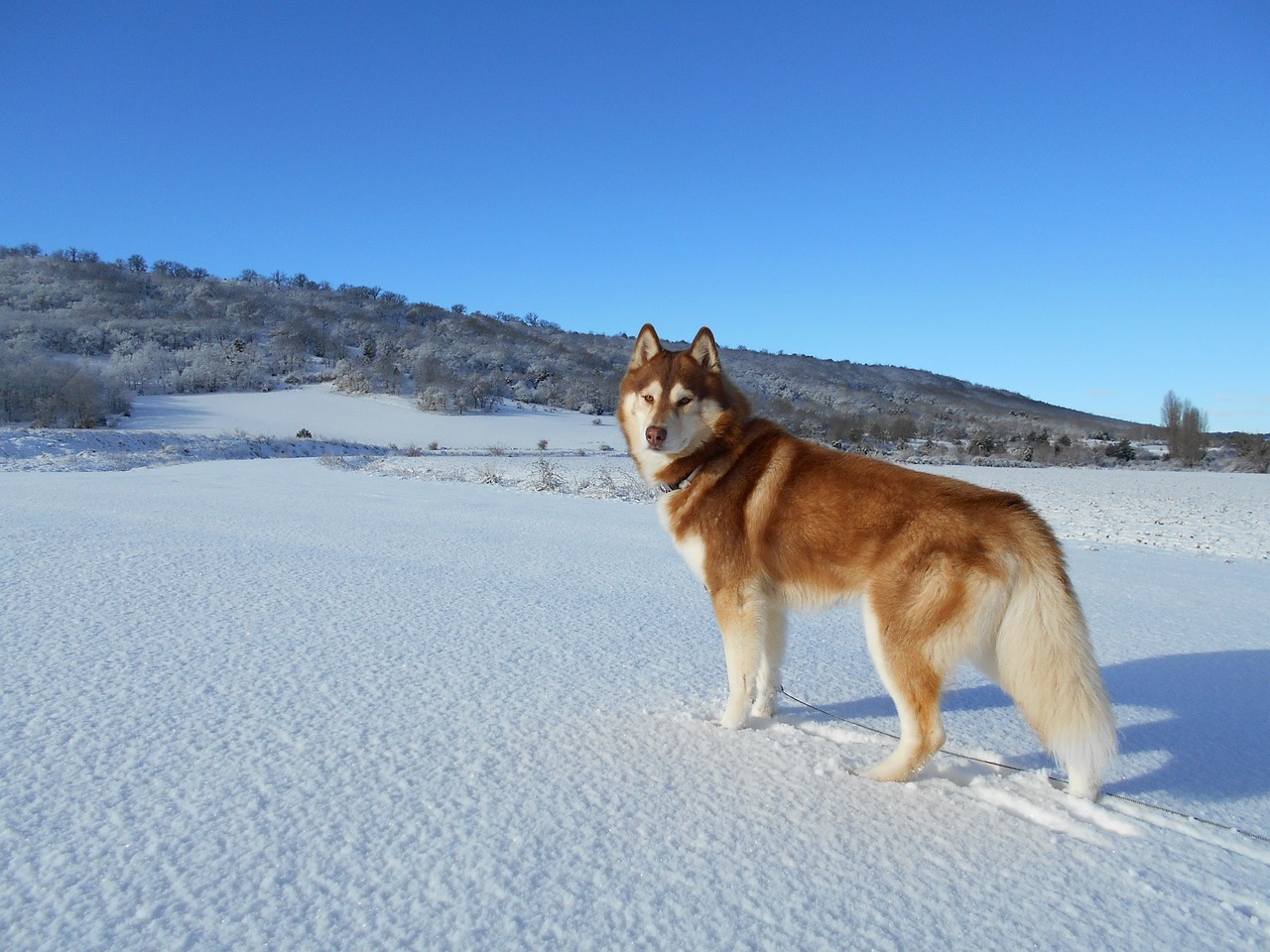 Siberian Husky running through snowy landscape