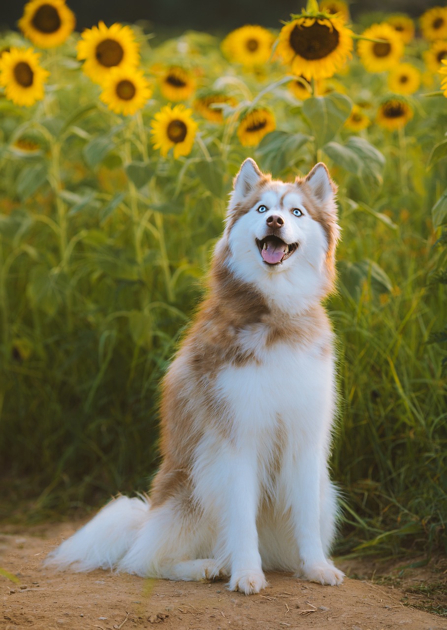 Close-up of Siberian Husky face with blue eyes