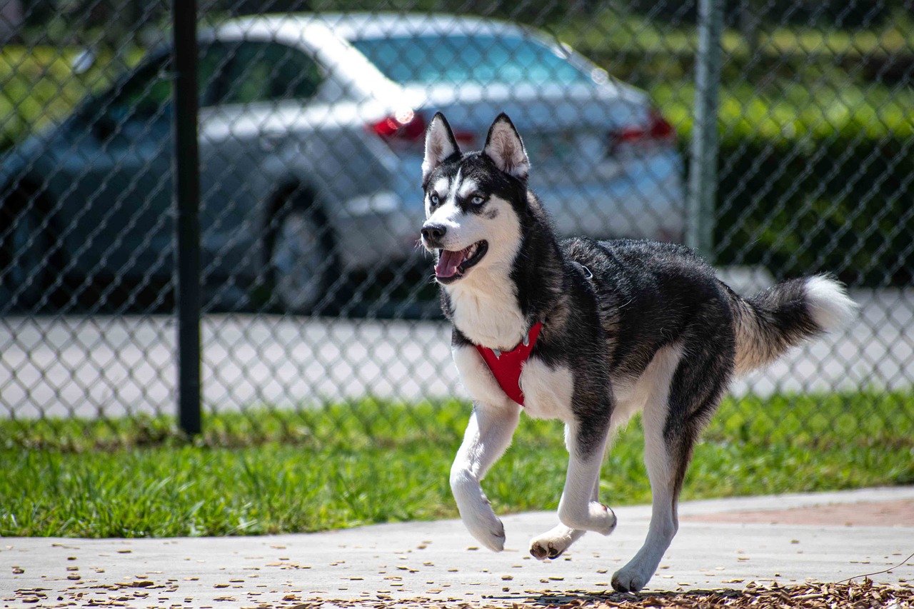 Siberian Husky relaxing outdoors