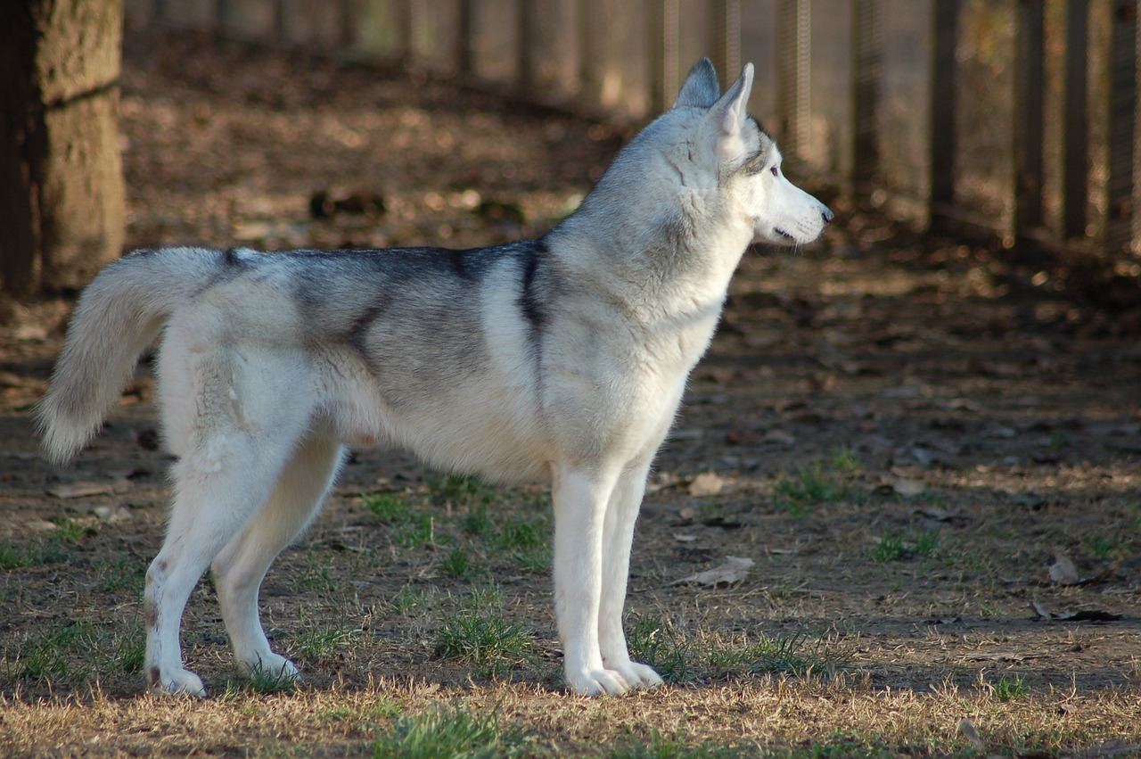 Siberian Husky with thick winter coat