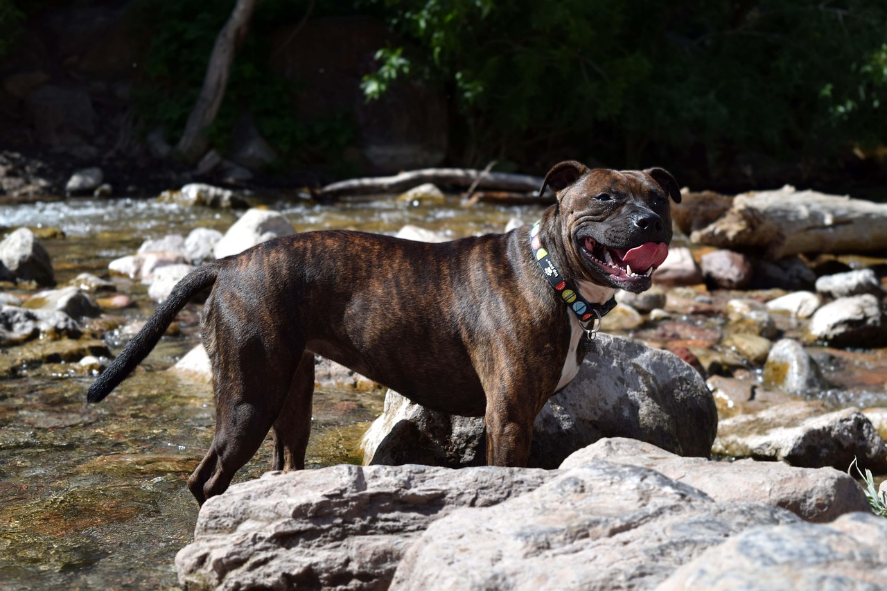 Staffordshire Bull Terrier running outdoors