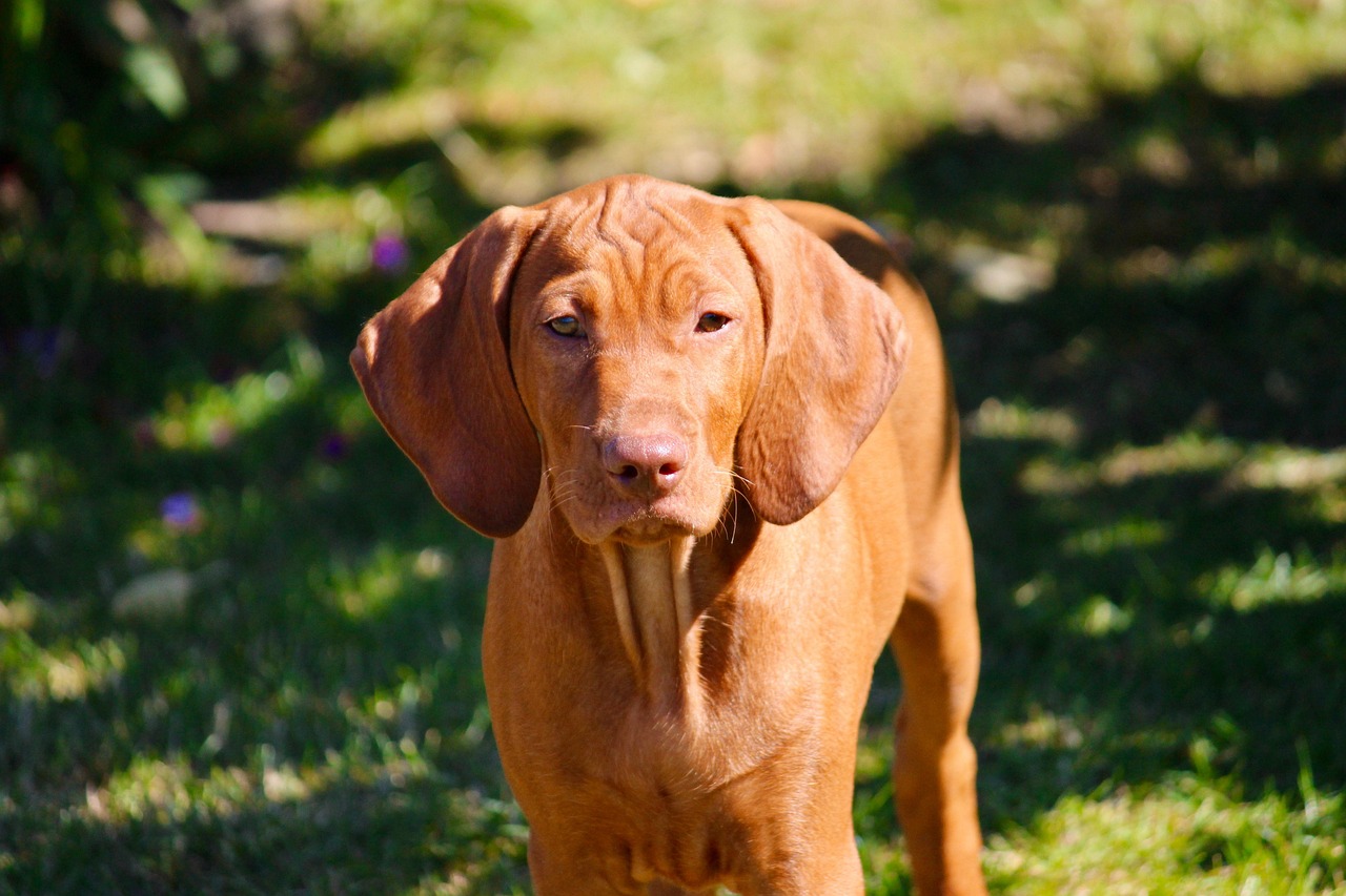 Vizsla