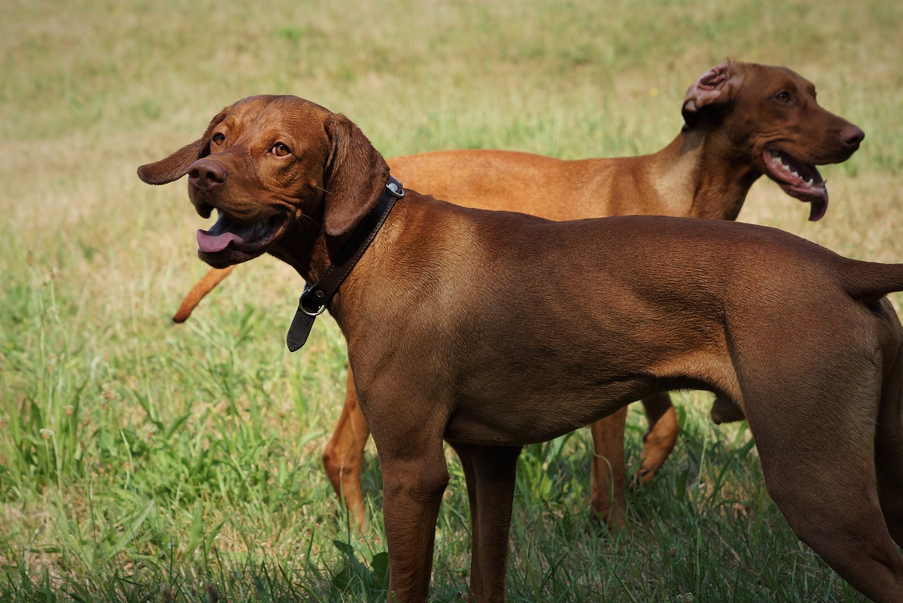 Vizsla resting on grass