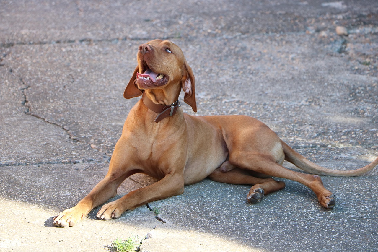 Vizsla close-up portrait