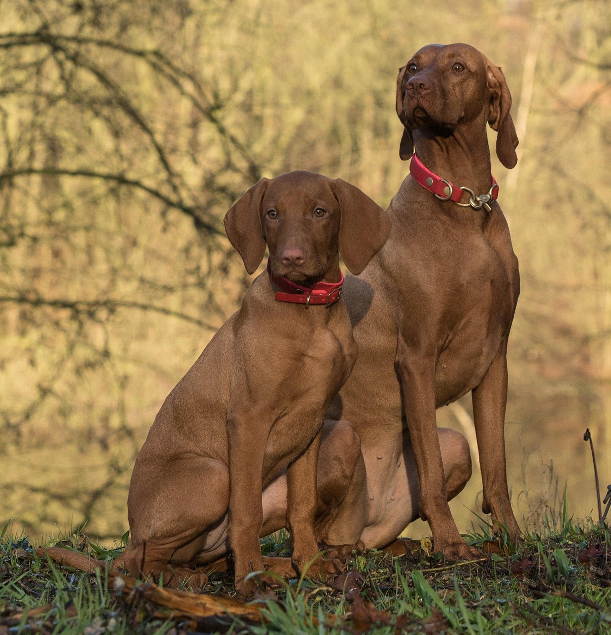 Vizsla playing happily outside