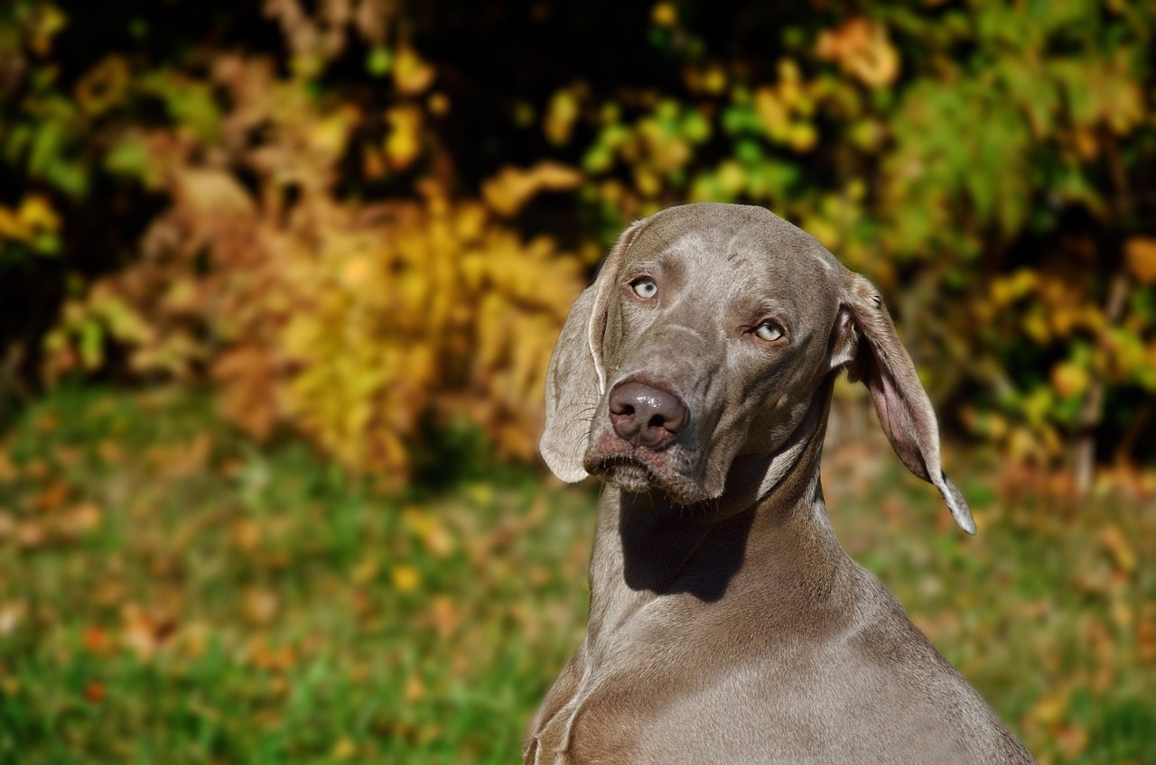 Weimaraner close-up portrait