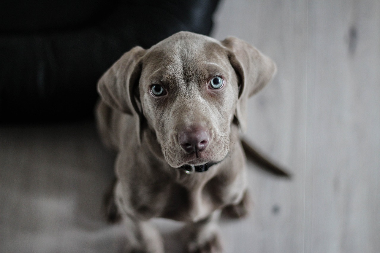 Weimaraner lying on grass