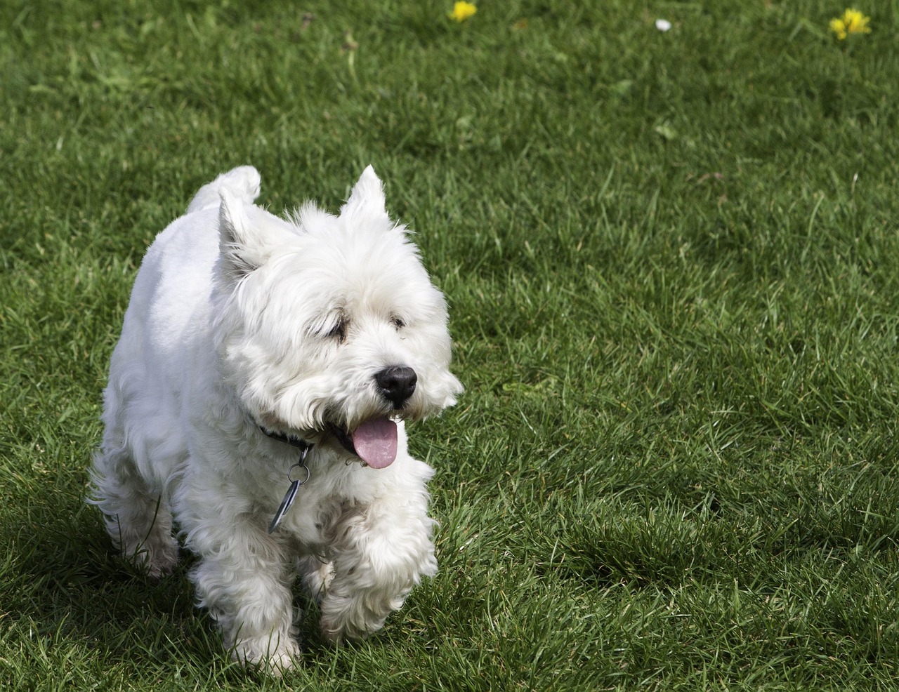 West Highland White Terrier sitting and looking up
