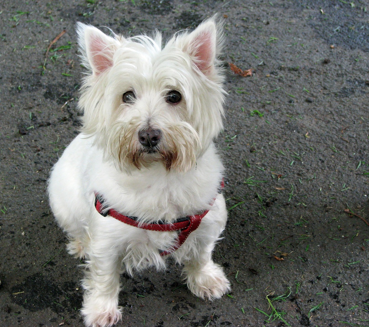 West Highland White Terrier standing on a path