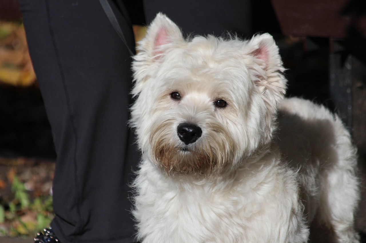West Highland White Terrier close-up portrait