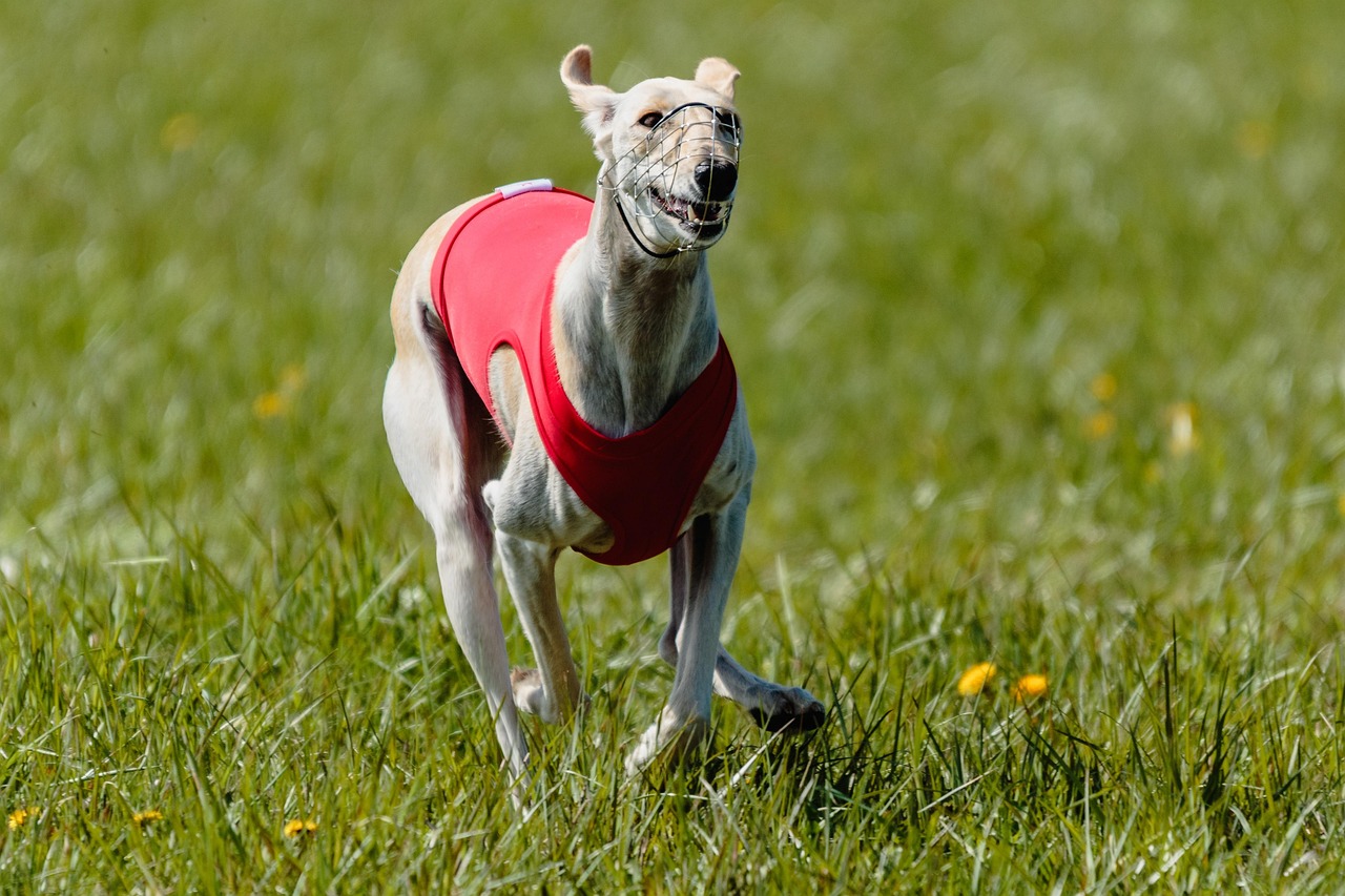 Whippet running outdoors