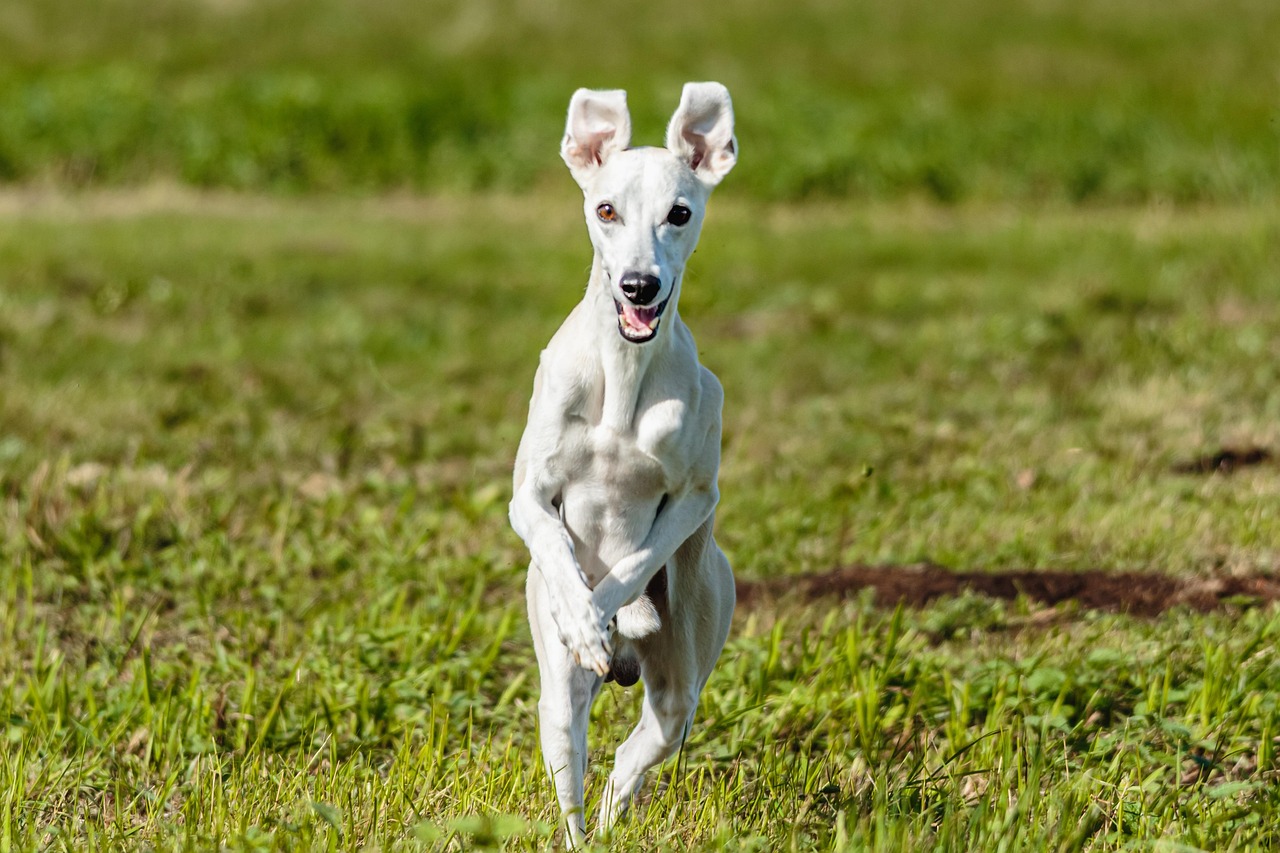 Whippet relaxing on a couch