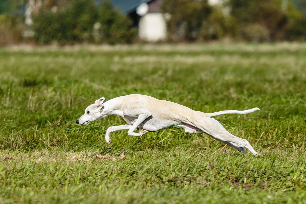 Whippet standing sideways showing slim build