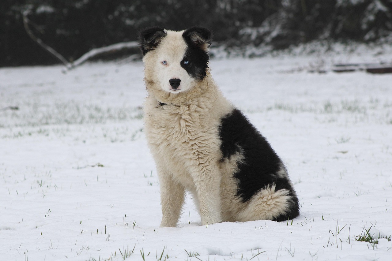 Yakutian Laika standing alert in snow