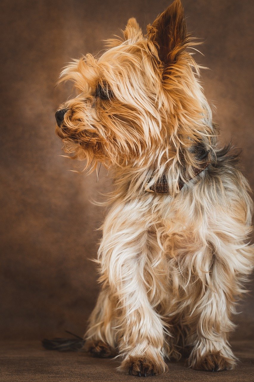 Yorkshire Terrier with trimmed coat